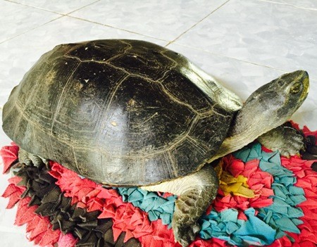 Con rùa mà nhà bà Nguyễn Thị Thu bắt được sau nhà.