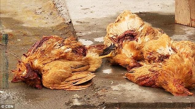 200 con gà, vịt bị hút máu như những nạn nhân của ma cà rồng.