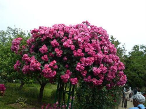 Tree rose cho hoa nở quanh năm, bông to và được gọi là loài hoa bất tử.
