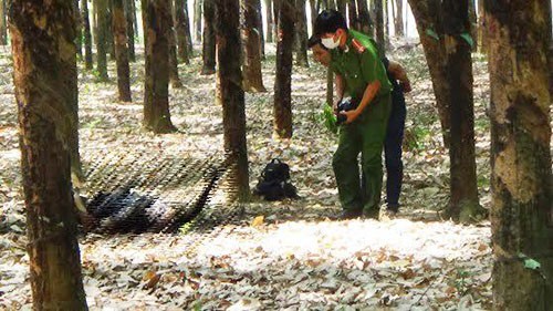 Lực lượng Công an đang tiến hành khám nghiệm hiện trường vụ người đàn ông chết cháy trong rừng cao su.