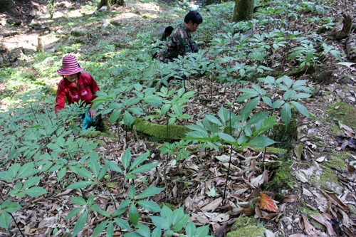 Nghề trồng sâm không chỉ mang lại kinh tế mà còn giúp bảo vệ rừng. Ảnh: Tiến Hùng.