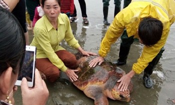 Con rùa được vợ chồng anh Bé đưa vào bờ cho bà con xem trước lúc mang trở lại biển. Ảnh: CTV.