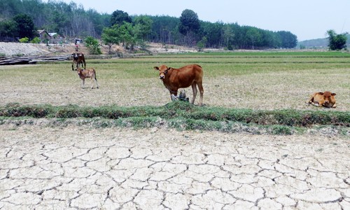 Những cánh đồng nứt nẻ, lúa khô héo để bò ăn ở Tây Nguyên. Ảnh: Nhật Hạ