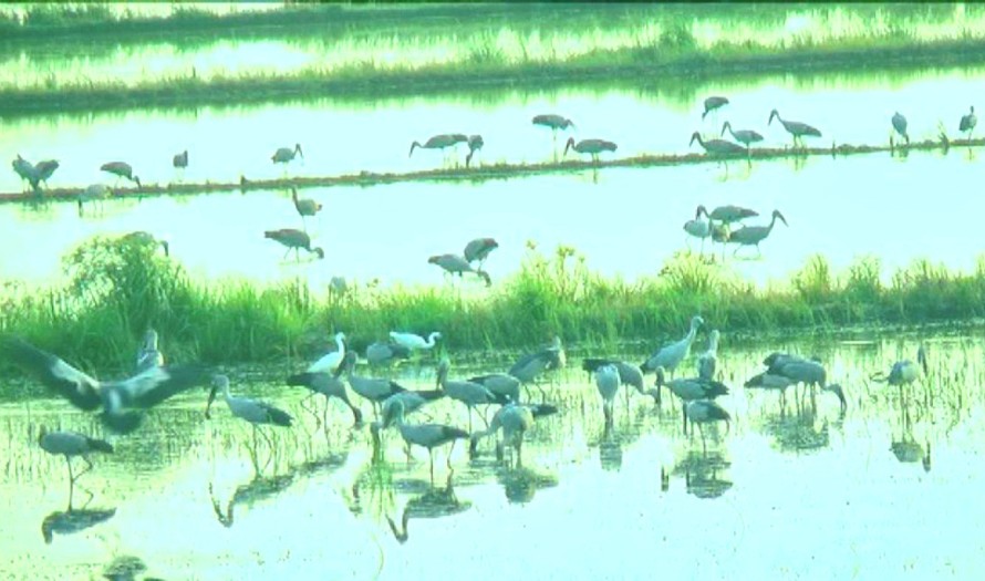 Đàn cò ốc đang kiếm ăn trên các đồng ruộng gần Vườn Quốc gia Tràm Chim. Khi no nê, chúng bay về Vườn Quốc gia trú ngụ