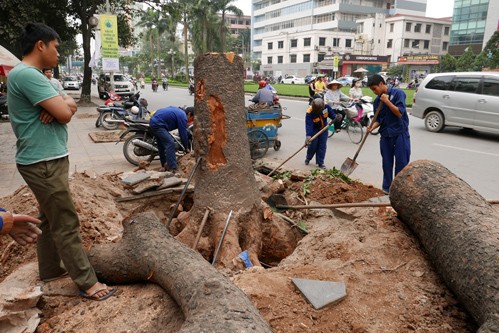 Chủ tịch Hà Nội yêu cầu việc thay thế cây xanh phải có sự phê duyệt của lãnh đạo thành phố. Ảnh: Xuân Hoa