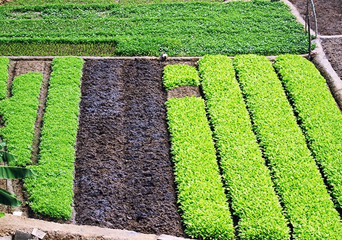 Các vùng trồng rau sạch ở Đà Nẵng hiện nay mới chỉ cung ứng được khoảng 10.000 tấn rau mỗi ngày, trong khi nhu cầu tiêu dùng từ 60.000 đến 70.000 tấn. Ảnh: Nguyễn Đông.