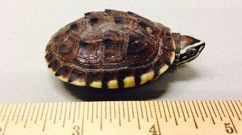 Một con rùa bị buôn lậu đặt cạnh thước kẻ, trong bức ảnh văn phòng công tố Mỹ công bố. Ảnh: AP