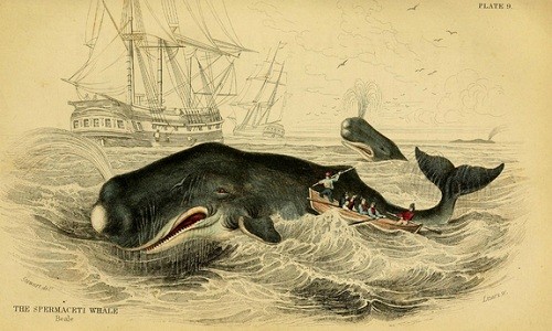 Cảnh săn cá nhà táng lấy dầu ở thế kỷ 19. Ảnh: Biodiversity Heritage Library