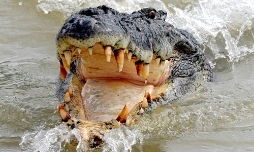 Cá sấu đớp chân thanh niên 19 tuổi ở Australia. Ảnh minh họa: AAP