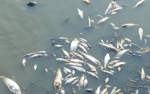 65 tấn cá ở khu bảo tồn Tonle Chhmar tại tỉnh Kampong Thom, Campuchia bị chết vì hạn hán. (Ảnh: Phnom Penh Post)