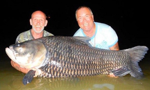 Dùng tro cốt của bạn thân làm mồi câu, hai người đàn ông nước Anh bắt được con cá khổng lồ nặng 76 kg ở Thái Lan. Ảnh: BNPS