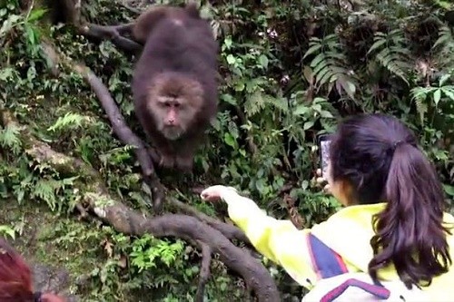 Nữ du khách trong hình không phải là ngoại lệ khi cố gắng ghi hình con khỉ đứng ngay trước mắt. Ảnh: Mirror.