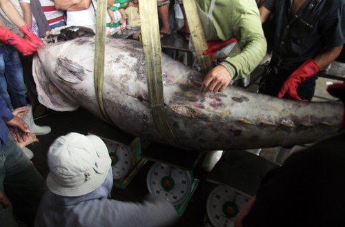 Cá ngừ vây xanh nặng gần 310 kg, dài khoảng 1,5 m được doanh nghiệp mua gần 60 triệu đồng. Ảnh: Xuân Ngọc