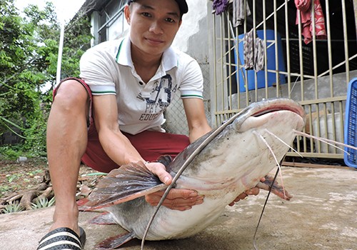 Thịt con cá lăng được nhà hàng bán lại 500 nghìn đồng một kg. Ảnh: Thiên Thiên