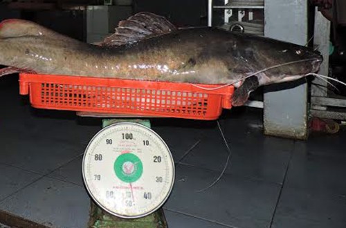 Con cá lăng gần 50 kg. Ảnh: Thiên Thiên
