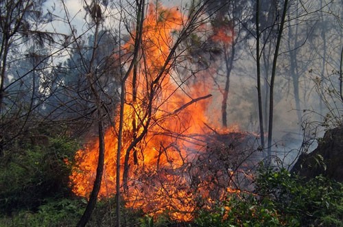 Đám cháy rừng tại huyện Nam Đàn.