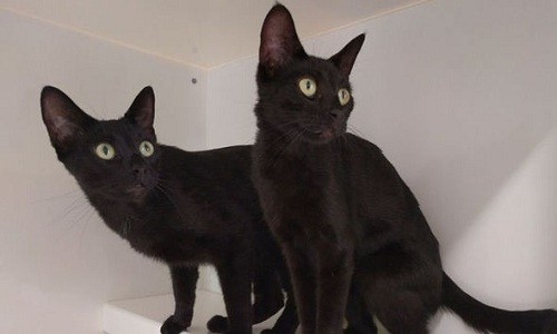 Hai con mèo đen vẫn sống sót sau khi ba tàu hỏa chạy qua đầu. Ảnh: RSPCA.