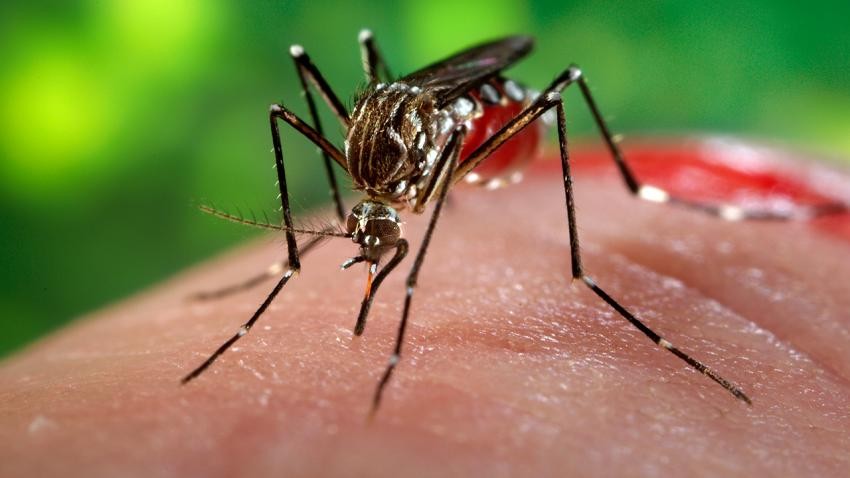 TPHCM: Thêm 3 ca mắc Zika mới