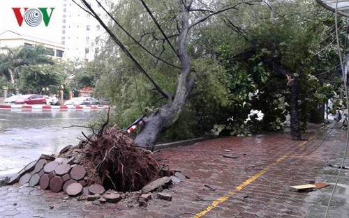 Cơn bão số 1 mới đây đã gây ra những thiệt hại nặng nề cho các địa phương