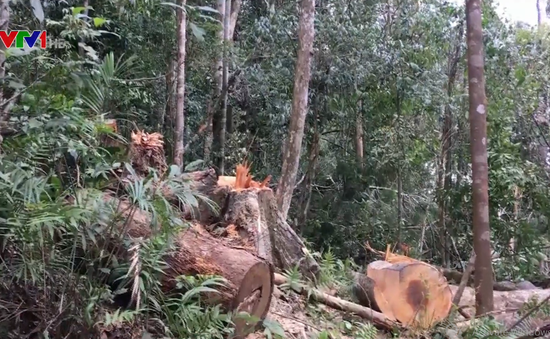 Phá rừng ở Kon Tum (ảnh VTV)