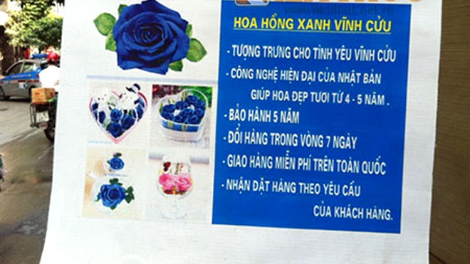 Hoa hồng xanh vĩnh cửu được quảng cáo trên đường phố Hà Nội