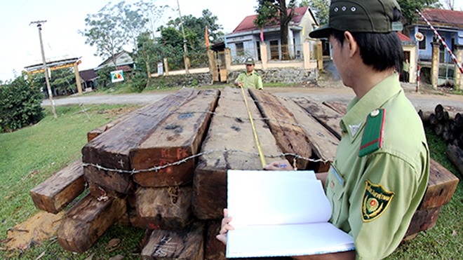 Khoảng 45 m3 gỗ thuộc nhóm 2 vừa được phát hiện tại rừng Bà Nà - Núi Chúa đang bị tạm giữ để điều tra. Ảnh: Nguyễn Đông.