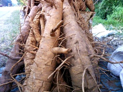 Rễ đinh lăng chất thành đống ven đường, to như bắp tay người lớn, không có đặc điểm để nhận biết