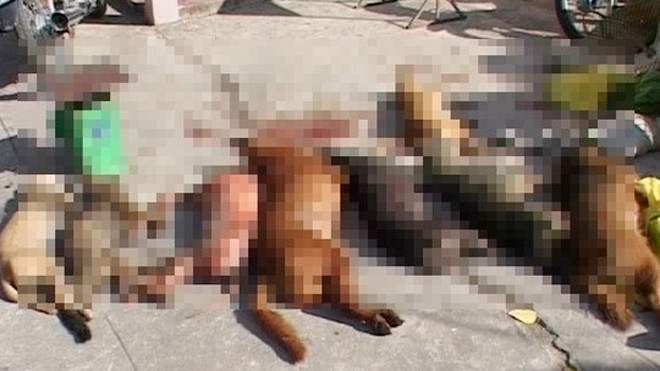 Một vụ trộm chó bị bắt quả tang ở Cà Mau