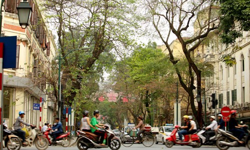 Hàng cây xanh bên đường Tràng Thi
