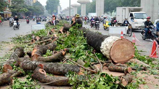 Hàng cây mới trồng trên đường Nguyễn Chí Thanh (Hà Nội) thay thế cây bị chặt hạ (chụp ngày 22/3/2015). Ảnh: Kỳ Anh
