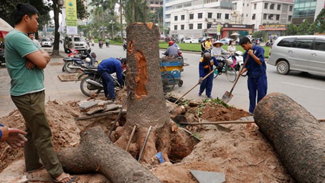 Theo đơn giá của Hà Nội, việc đào gốc xà cừ có đường kính 120 cm được tính phí 10 triệu đồng. Ảnh: Quý Đoàn