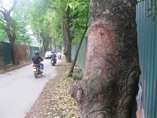 Hàng loạt cây xà cừ trên đường phố Hà Nội vẫn bị đẽo vỏ một cách bí ẩn dù công an đã vào cuộc