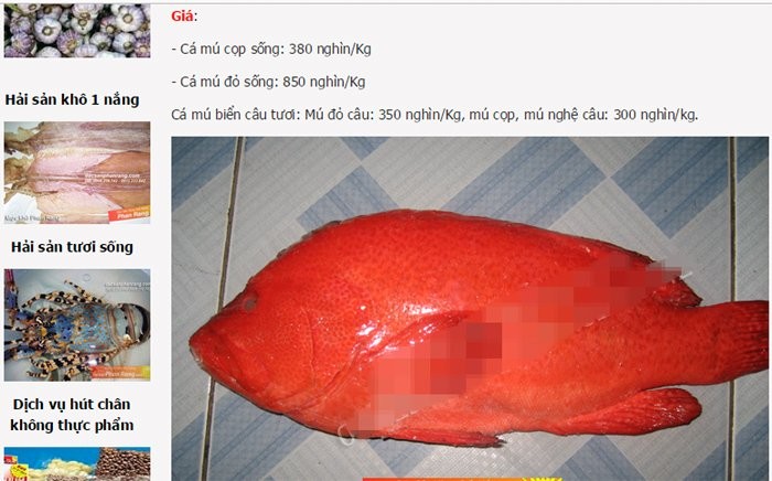 Một kg cá mú đỏ sống có giá gần triệu đồng song vẫn không có hàng để bán