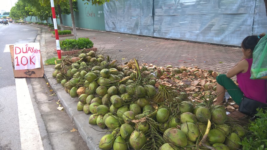 Dừa Xiêm 10.000 đồng/trái đổ đống tại vỉa hè Thủ đô