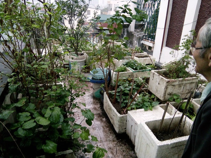 Giáo sư, Tiến sĩ Nguyễn Vy và vườn rau tự trồng trên sân thượng