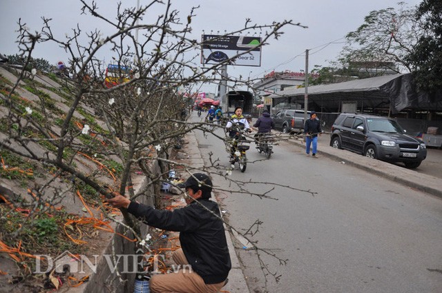 Những cành lê rừng được anh Trường tuyển chọn mua từ các xã, huyện vùng núi của tỉnh Lạng Sơn về chợ Quảng An bán từ trước rằm tháng Giêng