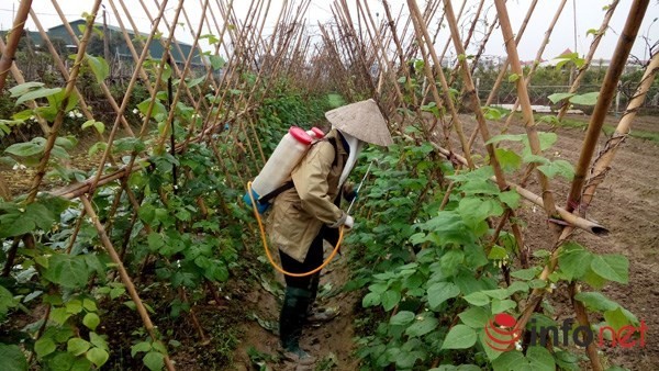 Người dân vùng trồng rau an toàn lớn nhất Hà Nội cho biết việc có cách ly đủ thời gian quy định hay không là tùy mình, không có ai kiểm tra kiểm soát việc này. 