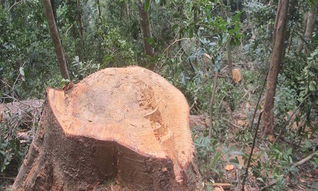 Tình trạng khai thác gỗ lậu ở huyện Quảng Ninh những năm gần đây luôn được xem là điểm "nóng"
