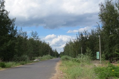 Khu vực rừng phi lao đường Lê Duẩn, phường 9 (Tuy Hòa), nơi Phưởng sát hại bà M.