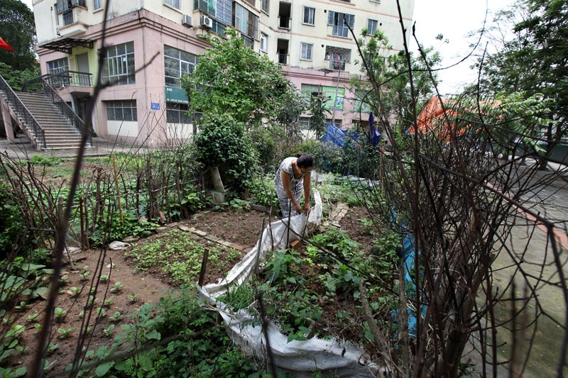 Biết là làm xấu cảnh quan song để bảo vệ sức khỏe gia đình, bà Nguyễn Thị An (khu đô thị Định Công, Hoàng Mai, Hà Nội) vẫn trồng rau sạch tại vườn hoa công cộng. Bà chỉ tin rau mình trồng mới là rau sạch thật