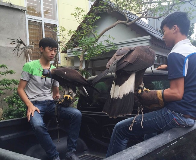 Hai chú chim đại bàng vàng Mông Cổ có giá hơn 10.000 USD/con (khoảng hơn 200 triệu đồng) của anh Nguyễn Mạnh Hà (Hà Nội)
