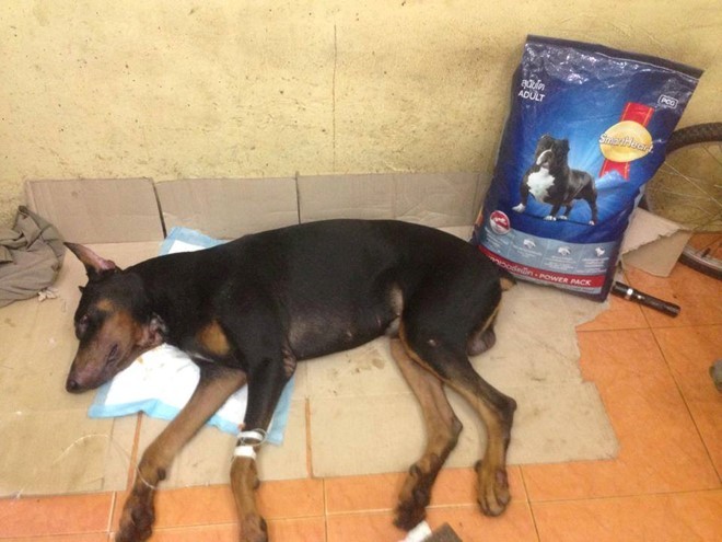 Chú chó Doberman được cấp cứu đã qua cơn nguy kịch. Ảnh: NVCC