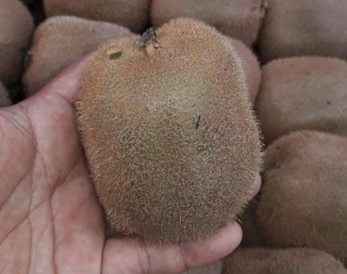 Kiwi Trung Quốc bán buôn chỉ có giá 30.000 đồng/kg