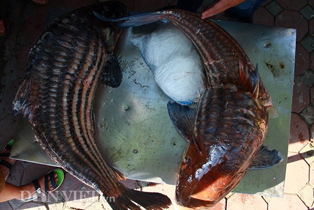 Hai con cá sọc dưa siêu khủng vừa được thương lái vận chuyển bằng đường hàng không về Thủ đô với trọng lượng lần lượt là 46kg đối với cá sọc dưa vàng và 37 kg với cá sọc dưa đen