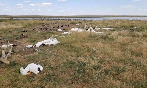Những con vịt và chim lội nước chết la liệt do mưa đá ở Mỹ. Ảnh: FWP.