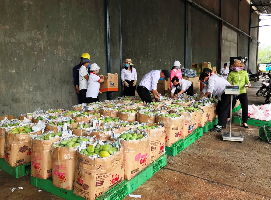 Hơn 2 tấn xoài được Vedan Việt Nam thu mua từ người nông dân huyện Vĩnh Cửu tỉnh Đồng Nai.