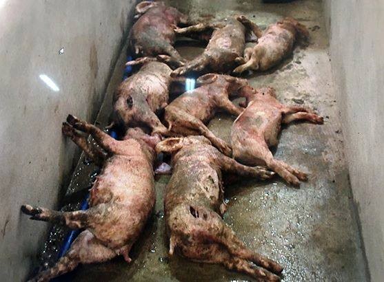 Số lợn bị đâm chết tại chuồng