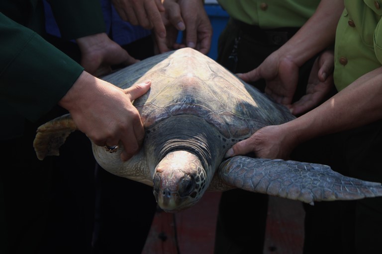 Cá thể rùa quý hiếm nặng 25kg mắc vào lưới ngư dân