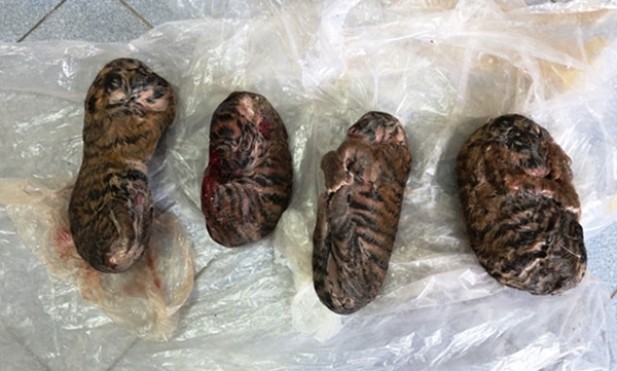 Bốn cá thể hổ con đông lạnh được bán với giá 8 triệu đồng. Ảnh CA
