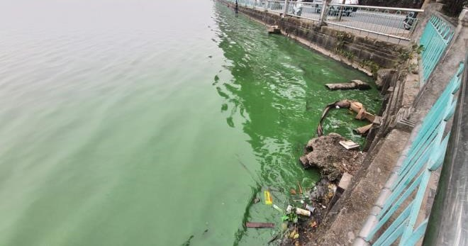 Nước Hồ Tây chuyển màu xanh rêu thời gian qua.